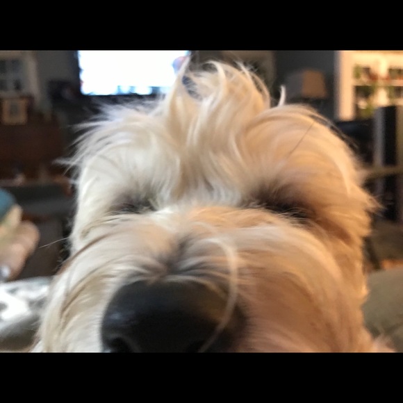 Meet your Posher, Melissa - Picture 5 of 11